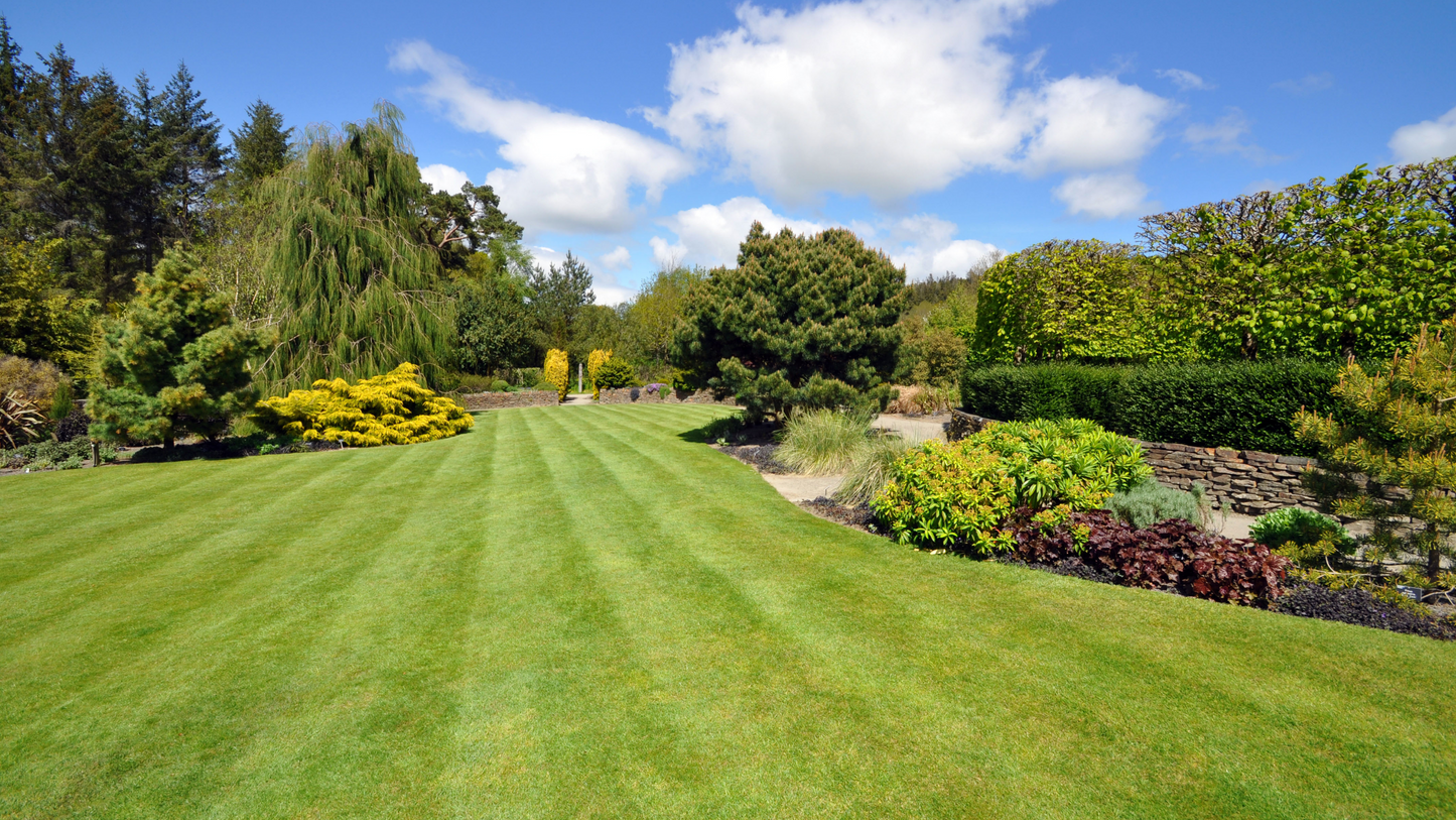 Ready To Use Zoom & Google Meet Backgrounds - Natural, Funny, Animated