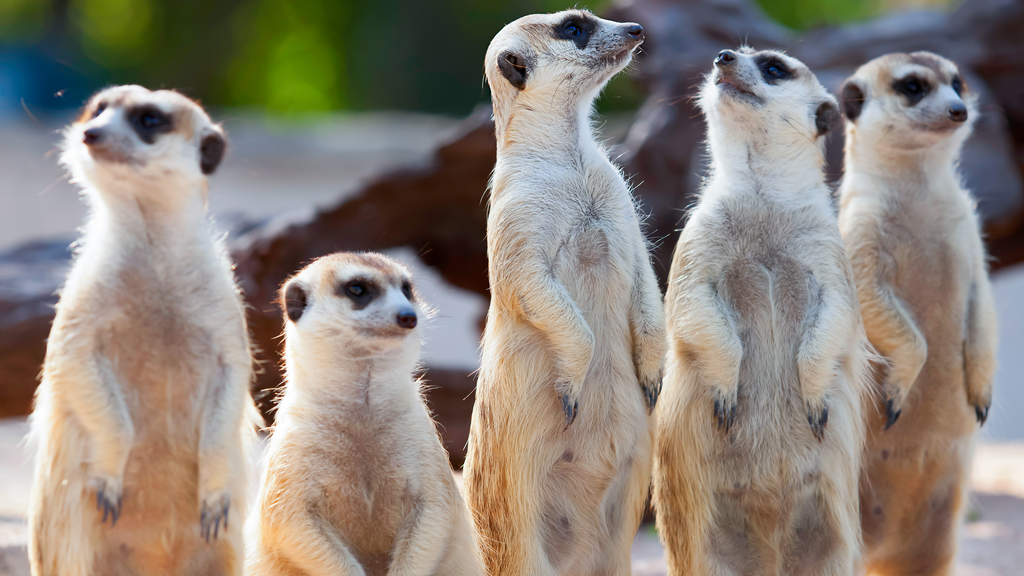 Ready To Use Zoom & Google Meet Backgrounds - Natural, Funny, Animated