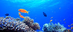 Ready To Use Zoom & Google Meet Backgrounds - Natural, Funny, Animated