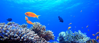 Ready To Use Zoom & Google Meet Backgrounds - Natural, Funny, Animated