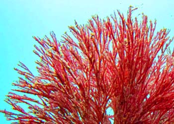 Mitolyn Metabolic Power: Boost Mitochondria, Burn Fat, Energy & Wellness