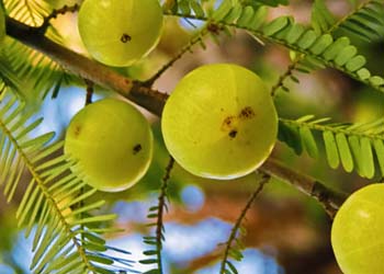 Mitolyn Metabolic Power: Boost Mitochondria, Burn Fat, Energy & Wellness