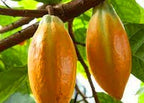 Mitolyn Metabolic Power: Boost Mitochondria, Burn Fat, Energy & Wellness