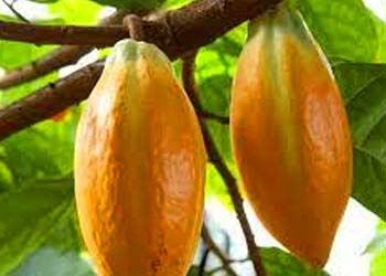 Mitolyn Metabolic Power: Boost Mitochondria, Burn Fat, Energy & Wellness