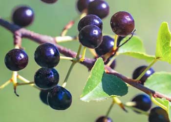Mitolyn Metabolic Power: Boost Mitochondria, Burn Fat, Energy & Wellness