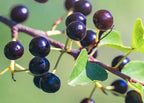 Mitolyn Metabolic Power: Boost Mitochondria, Burn Fat, Energy & Wellness