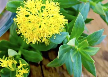 Mitolyn Metabolic Power: Boost Mitochondria, Burn Fat, Energy & Wellness