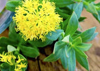 Mitolyn Metabolic Power: Boost Mitochondria, Burn Fat, Energy & Wellness